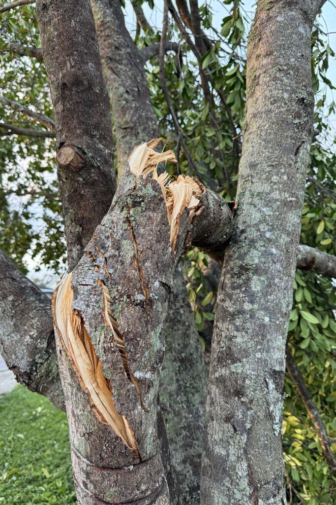 tree limb twisted over onto the other side of the tree after hurricane Helene in Florida